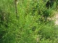 Small-flowered Tamarisk / Tamarix parviflora  